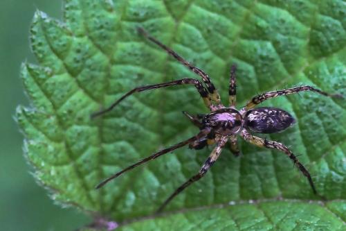 Réf. 246 133 : Anyphaena accentuata
